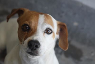 Adopt a dog from the SPCA