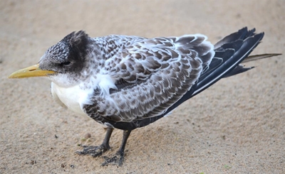 Birds die of bird flu