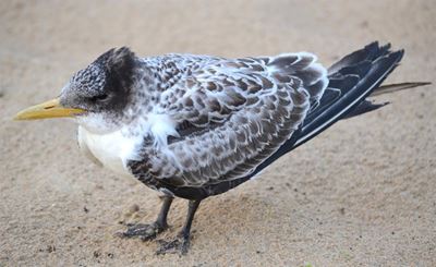 Birds die of bird flu