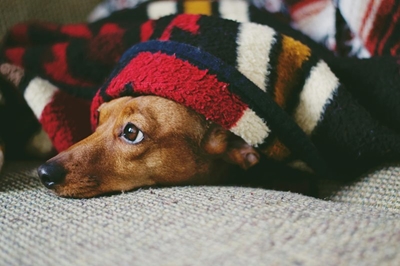 Help keep our furry friends warm this winter