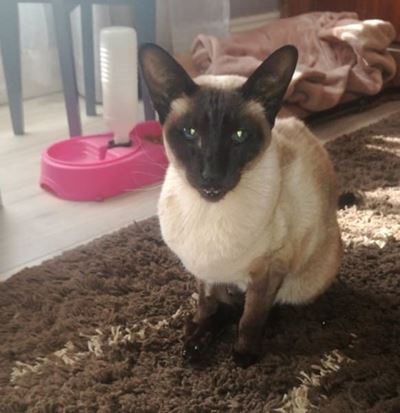 Centurion woman slapped with R18k vet bill after cat shot