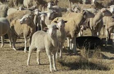 Farmer hit hard by stock theft 