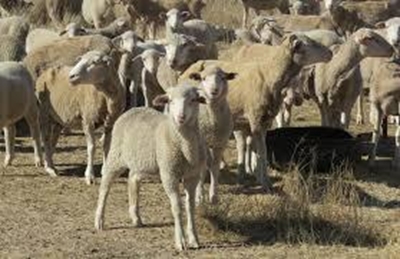 Farmer hit hard by stock theft