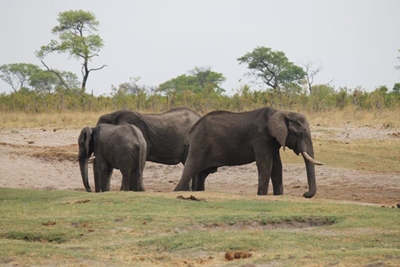 Suspected poacher killed by elephant