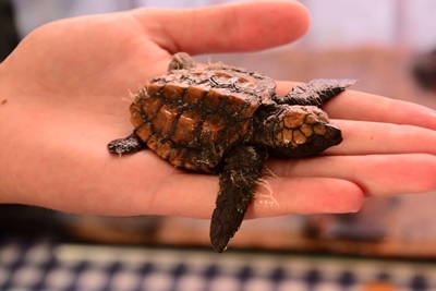 Turtle hatchlings head our way