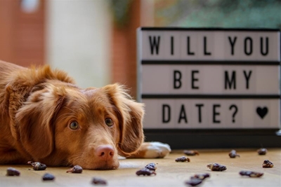 Love or lies? Catfishing and the red flags to look out for this Valentine’s Day
