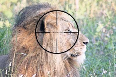 Park owner says she knows who killed her rare lions