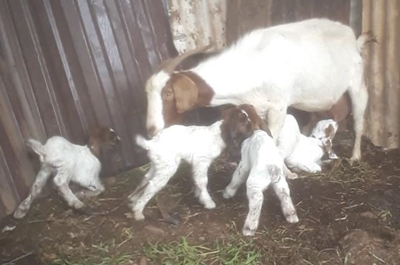 Goat bears four kids