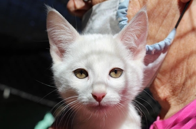 Ready for adoption