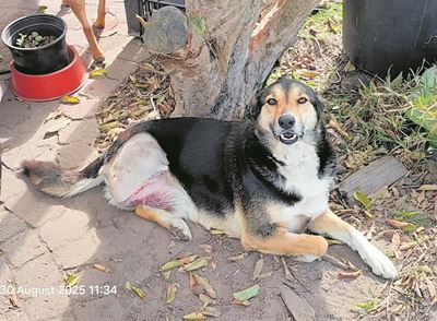 Dog loses leg after lawnmower incident with garden services