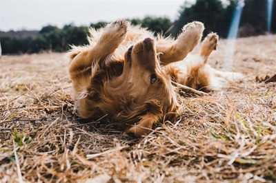 Stop irritating skin conditions in dogs