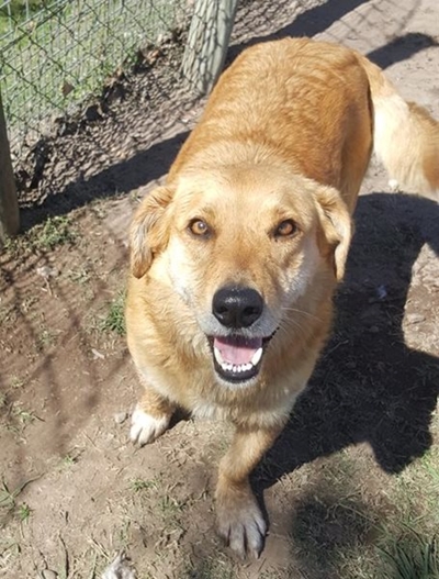 Dogs for adoption at the SPCA