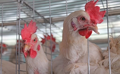 Biosecurity: Your first line of defence against disease