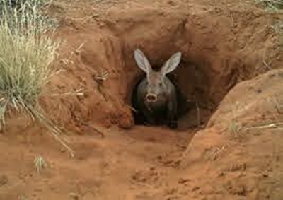 Aardvarks under threat