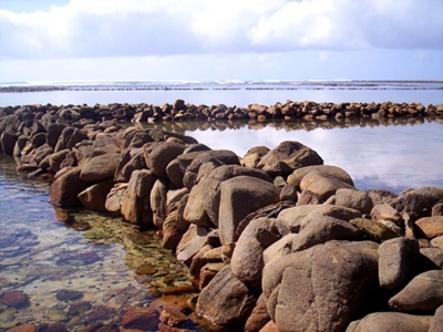 Fish in traps monitored