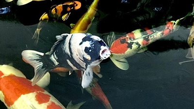 Koi fish show this weekend