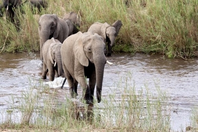 SANParks still open for getaways from coronavirus… for now