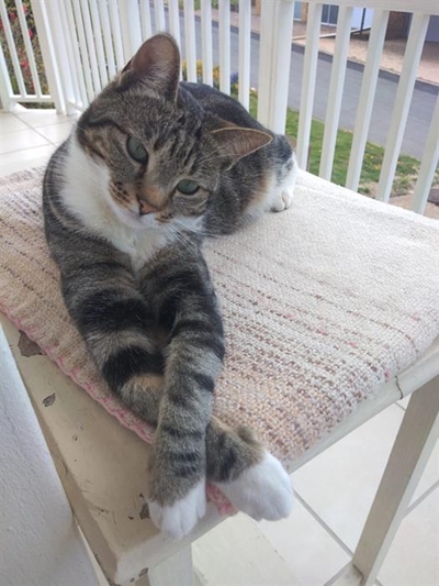Beloning vir verlore kat