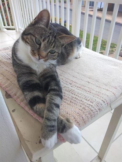 Beloning vir verlore kat