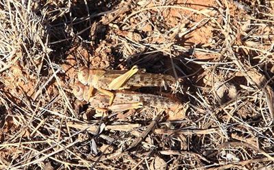 Farmers on high alert for ‘gigantic’ brown locust outbreaks