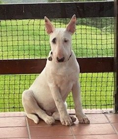 Reward offered for missing deaf bull terrier