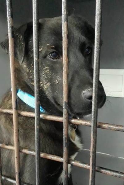 Are you looking to adopt?  