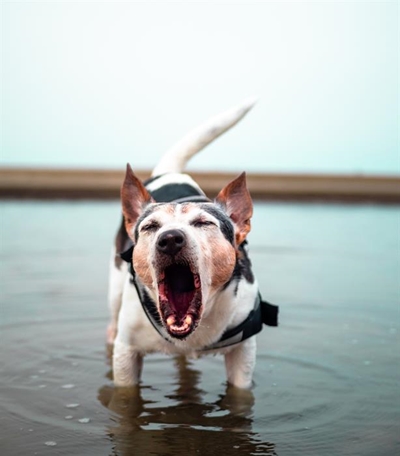 Why does my dog bark?