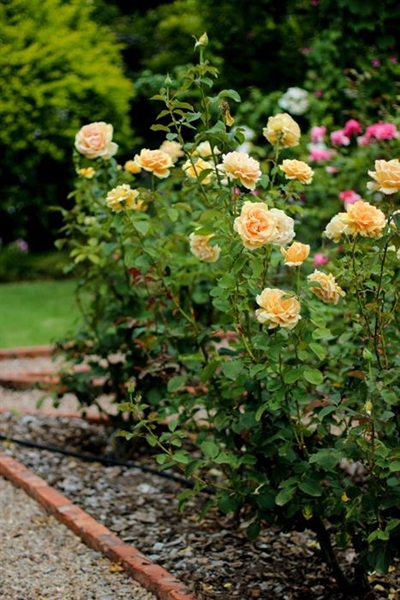 George Open Gardens in October