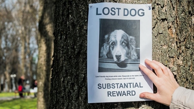 Don't lose it when your pet goes missing