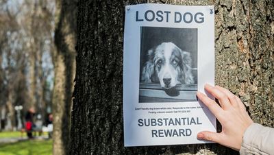 Don't lose it when your pet goes missing