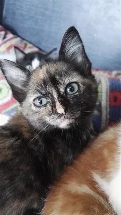 Adopt a pet from the SPCA