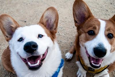 Take note of new SPCA hours