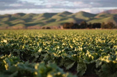 Saai to represent family farmers in cigarette ban case 
