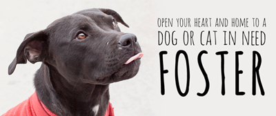 Apply to foster an animal