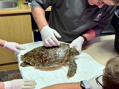 Critically endangered turtle found on beach