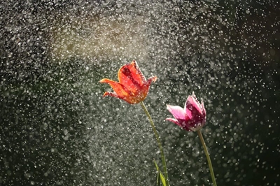 Disruptive rain and thunderstorms expected in parts of SA on Tuesday