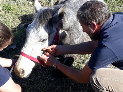 Neglected horses find a happy home