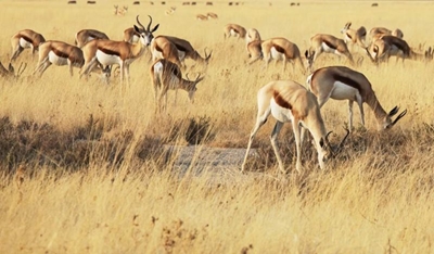 SANParks to donate game to emerging farmers 