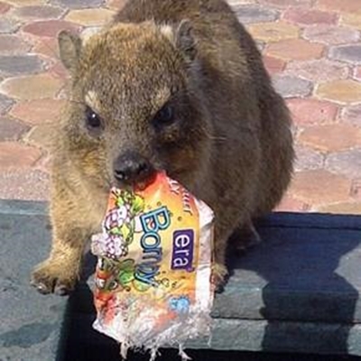 Help keep animals wild, healthy