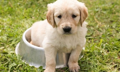 Six steps to surviving the first night with a new puppy or kitten