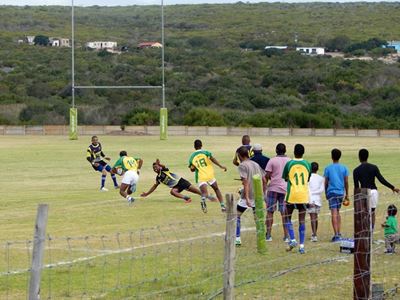 Seagulls warm op vir seisoen