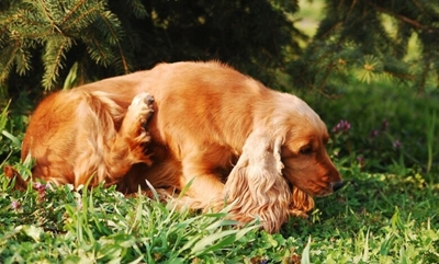 How to spot pet allergies and prevent them