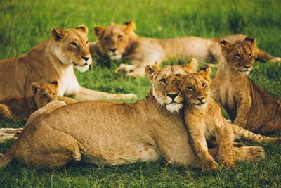 Police issue urgent alert after 7 lions ‘escape’ game farm outside Louis Trichardt