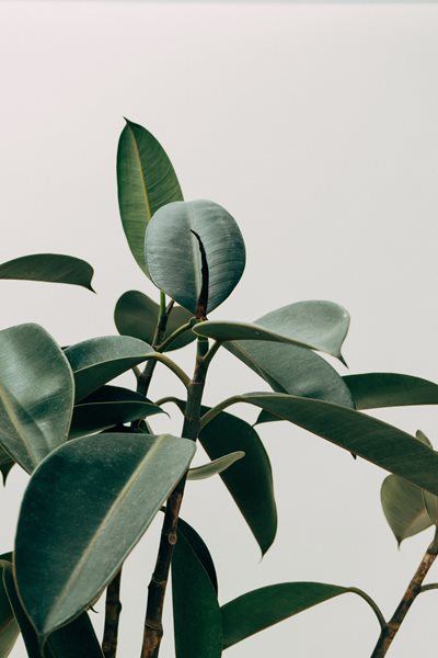 More money needed to curb invasive species in SA