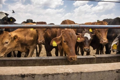 Why farmers have mixed feelings on the Foot-and-Mouth vaccine