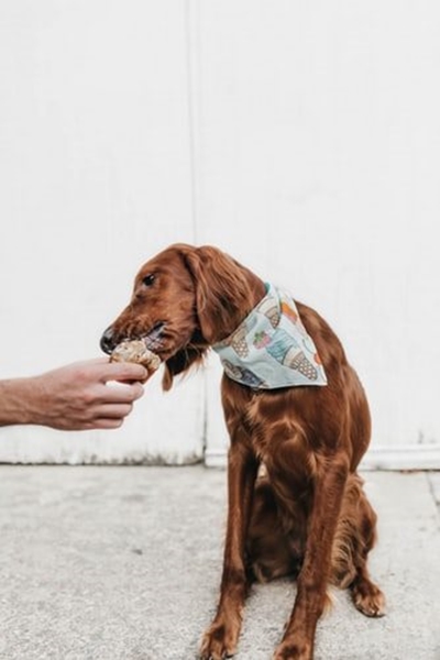 Seven tips to help your dog lose weight