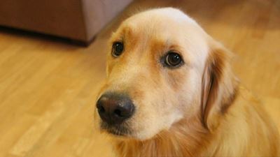 Stealing dogs – the new crime trend?