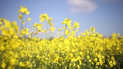 Canola: Profitable cash crop