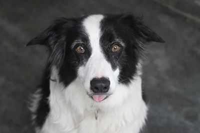 Adopt a furry friend