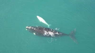 Rare white whale a 'brindle' animal